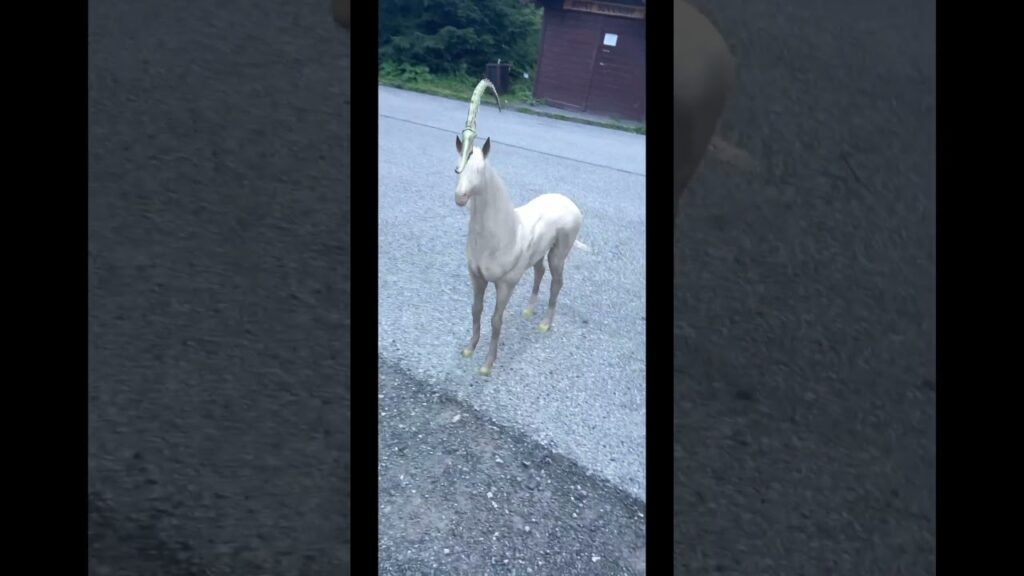 [YouTube] KRAINA NERDA – Popradské Preso i czekanie na kolejkę… #magic #unicorn #poprap #slovakia #słowacja #urlop