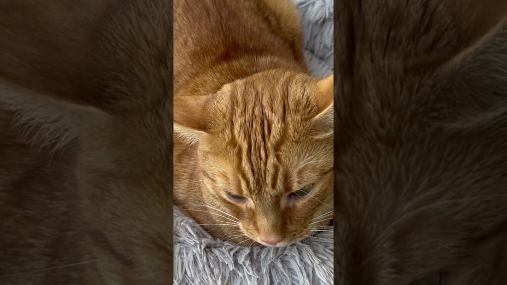 [YouTube] KRAINA NERDA – Bo dlaczego nie… xD 🤣 #gingercat